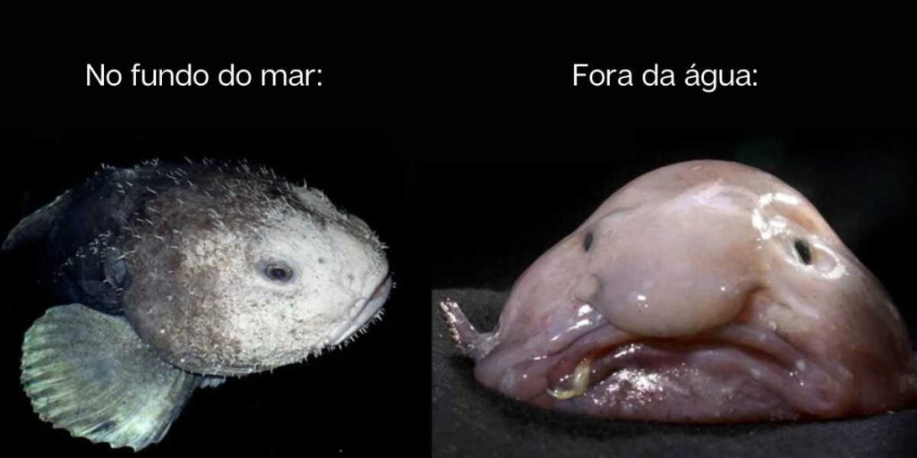 Peixe-Bolha no Mar e Fora da Água (comparação)